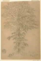 Árbol de papaya con fruta madura